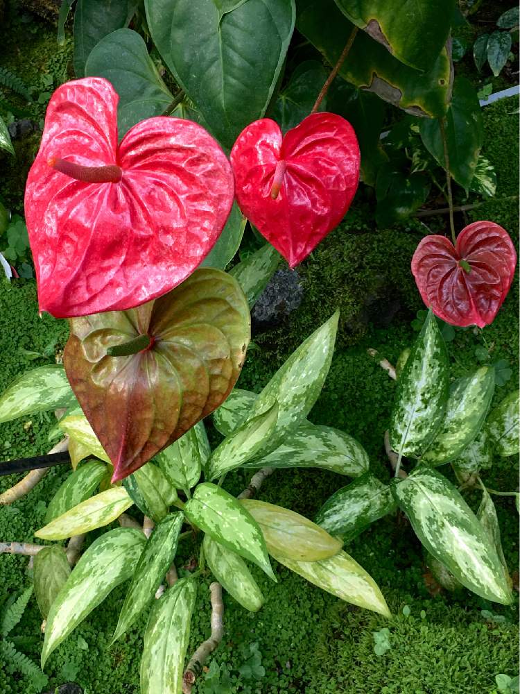 アンスリウムの投稿画像 By Magicalさん 11月と温室と植物園と赤い花と地植え 21月1月9日 Greensnap グリーンスナップ アンスリウムの投稿画像 By Magicalさん 11月と温室と植物園と赤い花と地植え 21月1月9日 Greensnap グリーンスナップ