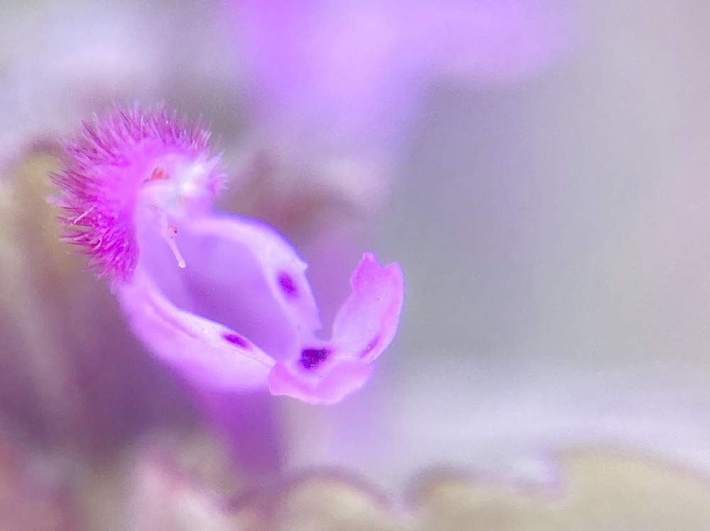 花言葉と誕生花の投稿画像 By ヒーちゃんさん とんちの日と今日はなんの日と一休さんとお出かけ先と赤ちゃんと花言葉と誕生花 ととんちの日と今日はなんの日と一休さんと赤ちゃん 21月1月9日 Greensnap グリーンスナップ Greensnap グリーンスナップ 花言葉と誕生花の投稿画像 By ヒーちゃんさん とんちの日と今日はなんの日と一休さんとお出かけ先と赤ちゃんと花言葉と誕生花 ととんちの日と今日はなんの日と一休さんと赤ちゃん 21月1月9日 Greensnap グリーンスナップ Greensnap グリーンスナップ