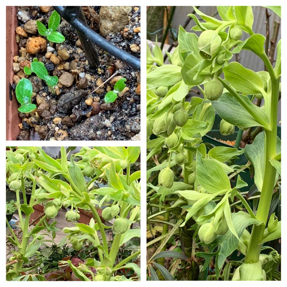 原種クリスマスローズ フェチダス 実生の投稿画像 By かずさん 素敵な薔薇のある暮らしとロザリアン とクリスマスローズ実生と癒しとおうち園芸とお花大好き と花のある暮らしと地植えとなんでも無農薬有機栽培 21月1月9日 Greensnap グリーンスナップ