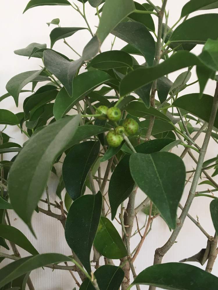 ベンジャミンの投稿画像 By みぽりんさん 部屋とインドアグリーンと観葉植物と実 がついた とおうち園芸とコロナに負けるな と可愛いとインドアグリーンと観葉植物と実がついた とおうち園芸とコロナに負けるな と可愛い 21月1月9日 Greensnap グリーン