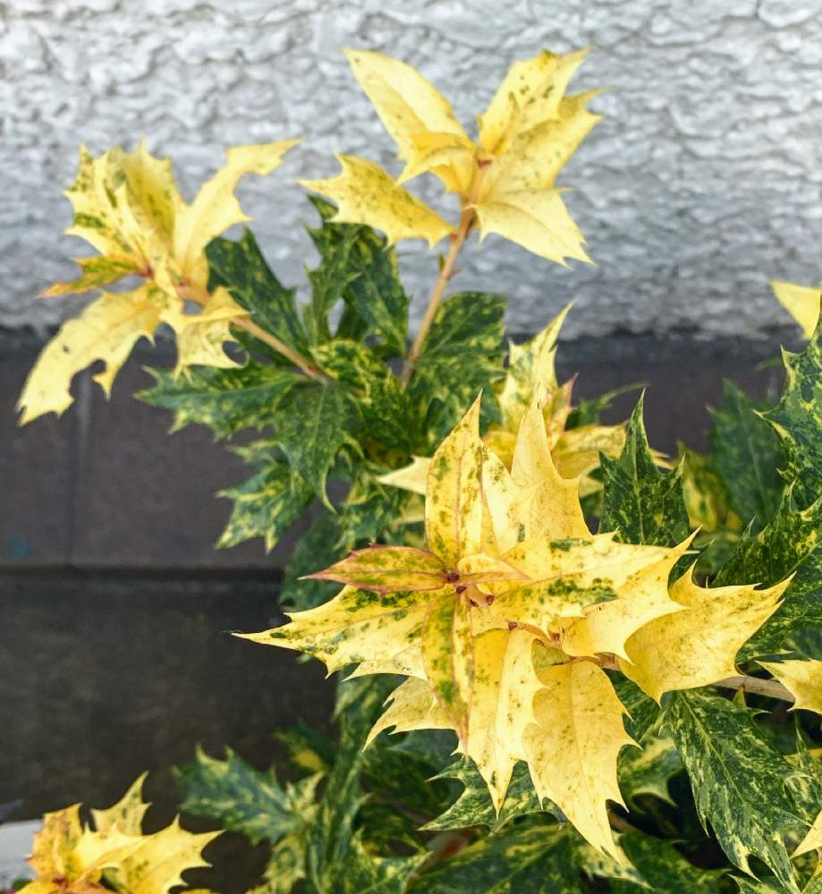 斑入りヒイラギの投稿画像 By Motochurchさん 21月1月9日 Greensnap グリーンスナップ