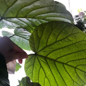 ハダニ駆除中の投稿画像一覧 Greensnap グリーンスナップ