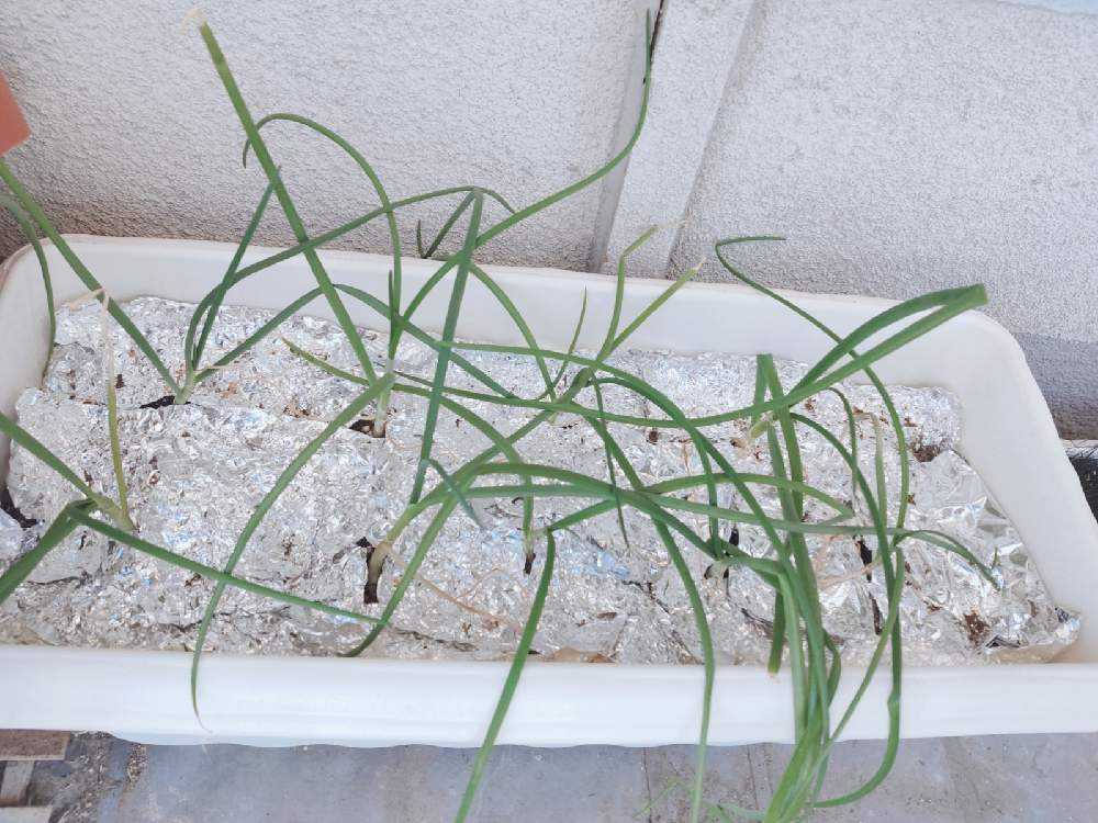 極早生 スーパーリニア 玉ねぎを苗からプランター栽培 Greensnap グリーンスナップ