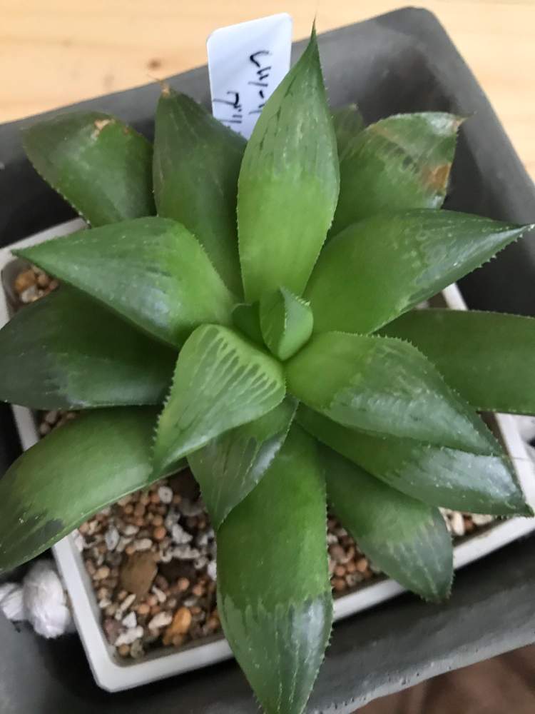 ハオルチアレツーサグリーン寿の投稿画像 By カズさん 多肉植物とハオルチア属とハオルチア男子とおうち園芸とhaworthia ハオルチア ハオルシアと観葉植物がスキと大好き ハオルチア 21月1月9日 Greensnap グリーンスナップ