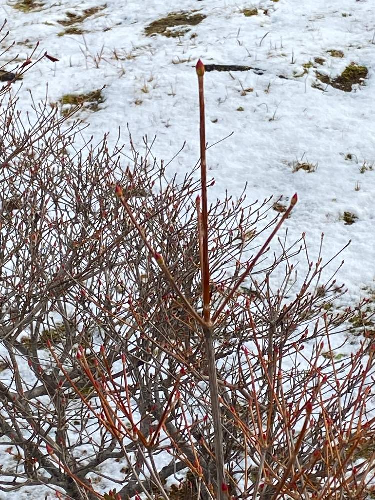 ドウダンツツジの投稿画像 By 母のんきさん 21月1月9日 Greensnap グリーンスナップ Greensnap グリーンスナップ