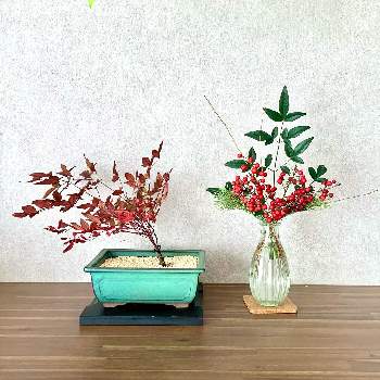 正月花の投稿画像一覧 Greensnap グリーンスナップ