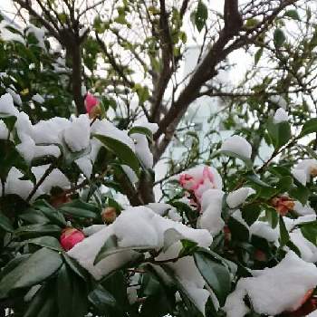 ピンクにキュンପ( ໊๑˃̶͈⌔˂̶͈)*ೃ♡の画像 by 薔薇姫さん | 小さな庭と椿 つばきと花の蕾と雪降る庭と雪の中と雪の中の風景とつばき.とピンクにキュンପ( ໊๑˃̶͈⌔˂̶͈)*ೃ♡と雪の庭とかわぃぃ。と雪の日と雪のお庭
