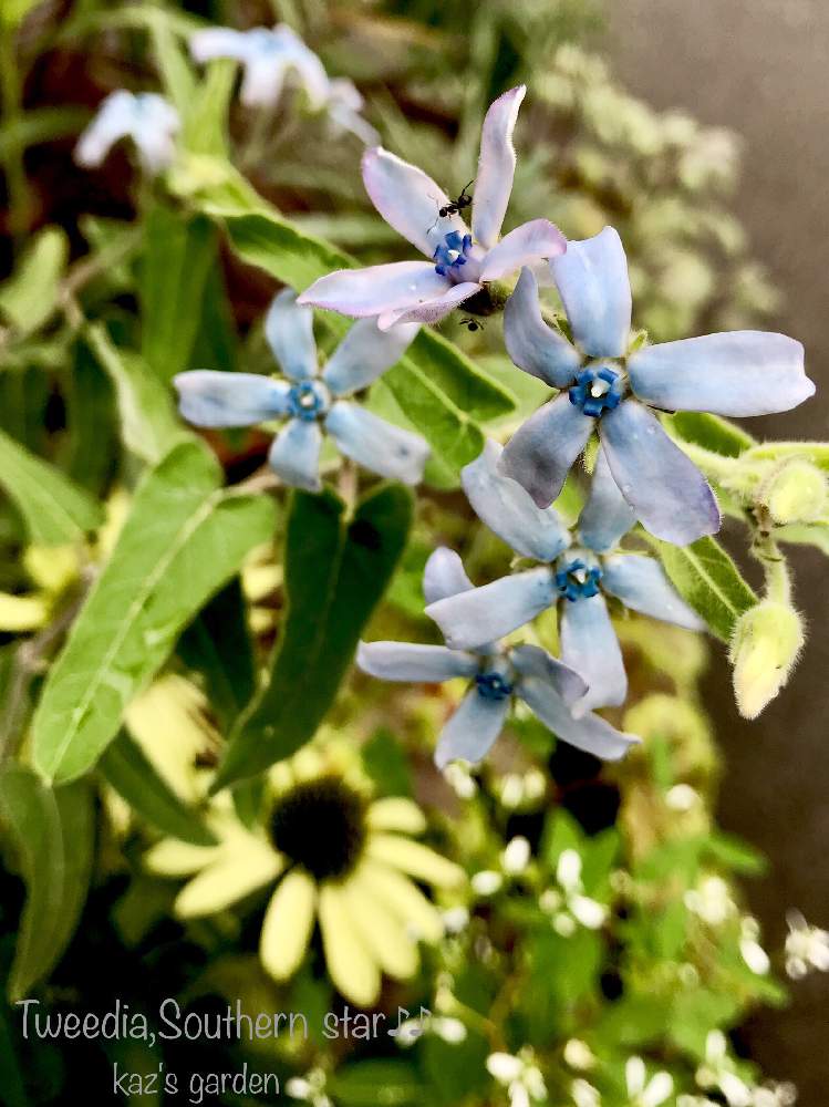 ブルースターの投稿画像 By かづこさん エキナセアと植物のある暮らしと今日のはなと寄せ植えとマイガーデンと青い花と今日のお花とコンテナガーデンと好きな植物と過去のpicから 21月1月9日 Greensnap グリーンスナップ