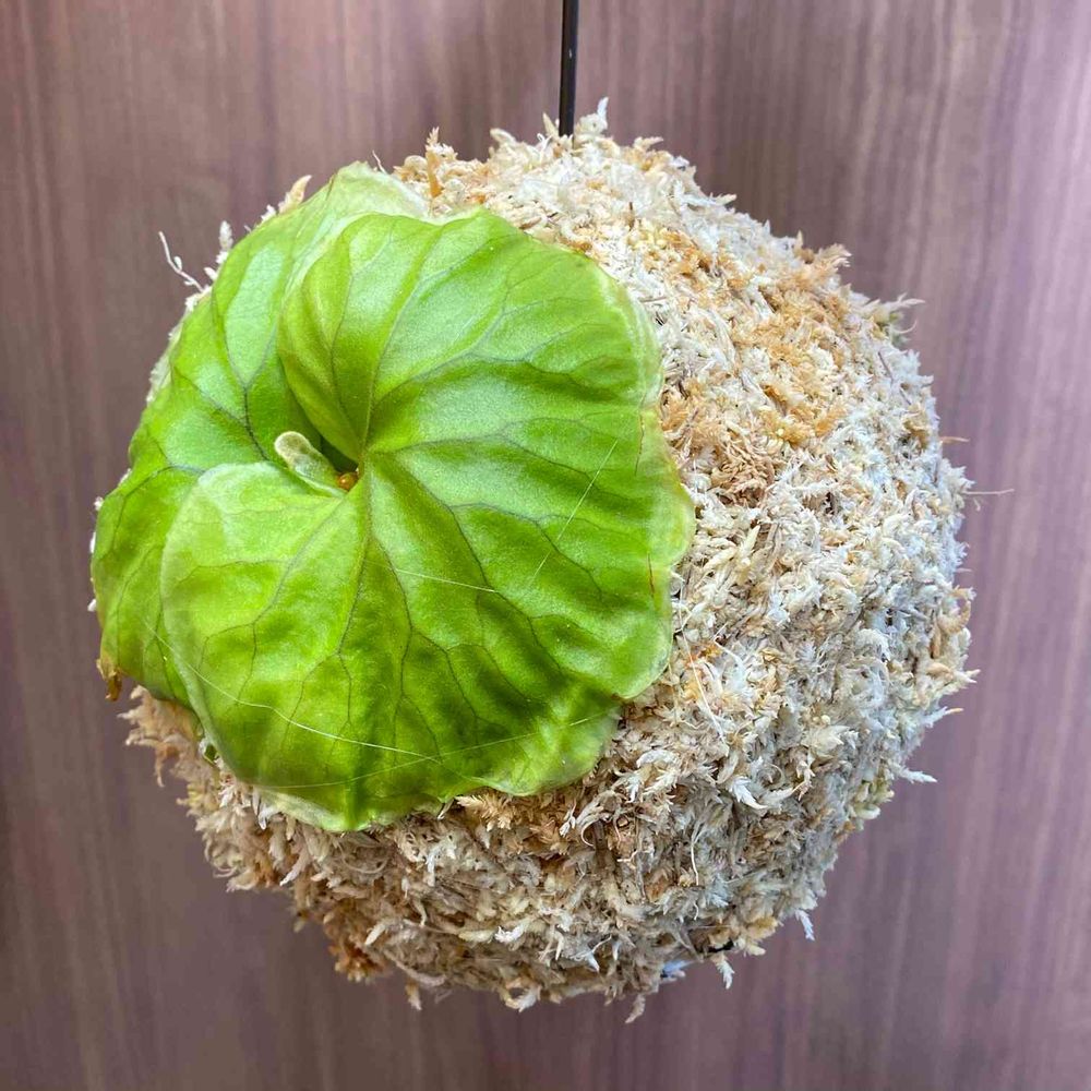P. リドレイ苔玉の仕立て方➀ 2021.6.10 ???｜?GreenSnap 