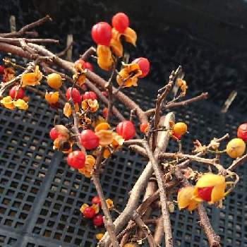 ツルウメモドキのリースの投稿画像一覧 Greensnap グリーンスナップ