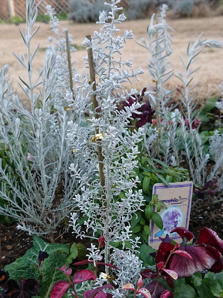 コチア ダイアモンドダストの投稿画像 By Miko Sanさん 21月1月9日 Greensnap グリーンスナップ Greensnap グリーンスナップ