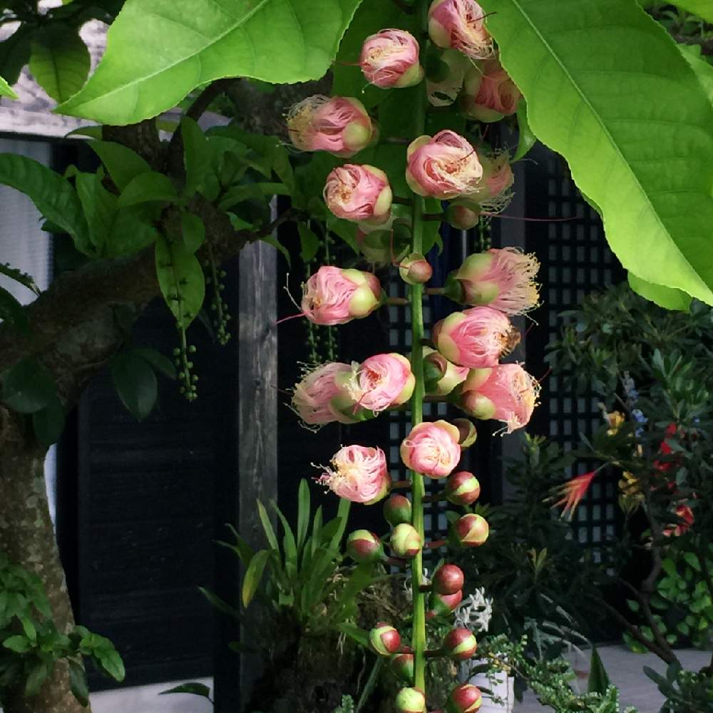 サガリバナの投稿画像 By Yukkyさん こんな時こそ暮らしに花をとお写ん歩と香る花と南国の植物と道端の花と花のある暮らしと頑張ろう ニッポン 21月1月9日 Greensnap グリーンスナップ