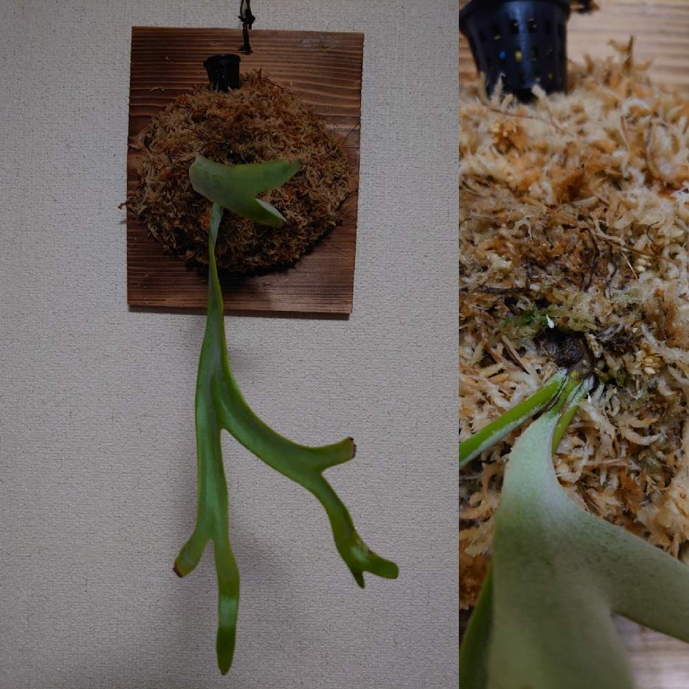 ビカクシダ ウィリンキー ワイルド バリの投稿画像 By Yoshiさん Platycerium Willinckii Wild Bali と着生植物とウラボシ科と着生シダとシダ植物とビカクシダ属 21月1月9日 Greensnap グリーンスナップ