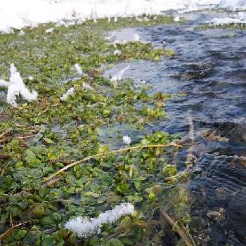 水辺の植物の投稿画像一覧 Greensnap グリーンスナップ