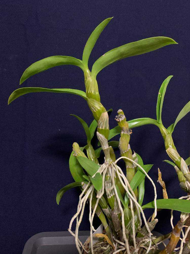 デンドロビウムノビル系の茎伏せ｜🍀GreenSnap（グリーンスナップ）