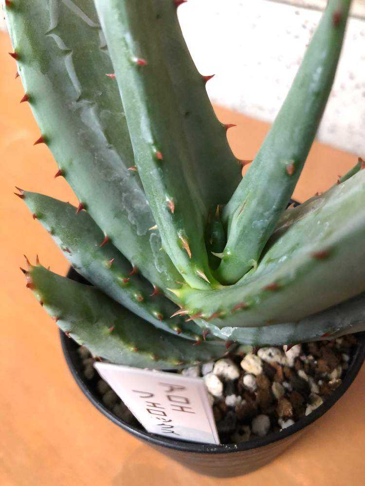 アロエ・フェロックス｜🍀GreenSnap（グリーンスナップ）