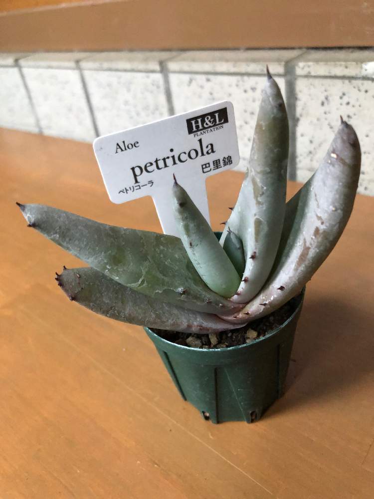 アロエ ペトリコーラ 巴里錦 Greensnap グリーンスナップ