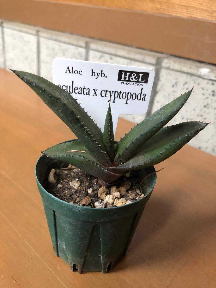 アロエ アクレアータ クリプトポダ交配種 Greensnap グリーンスナップ