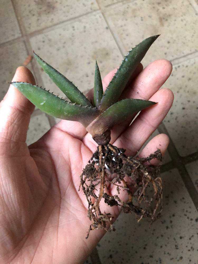 アロエ アクレアータ クリプトポダ交配種 Greensnap グリーンスナップ