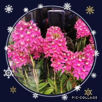 ショーウィンドウの投稿画像一覧 Greensnap グリーンスナップ