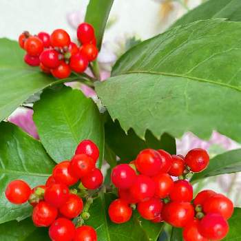 千両の実 の投稿画像一覧 Greensnap グリーンスナップ