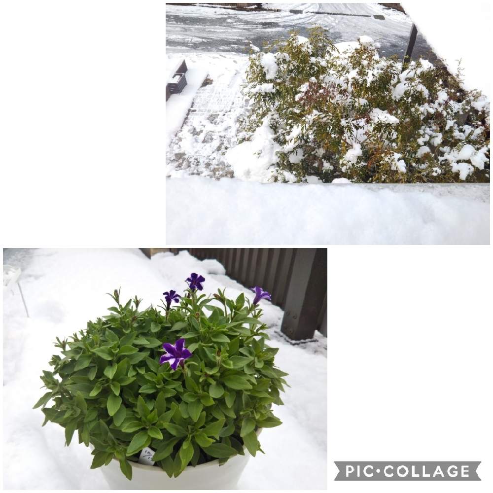 ペチュニアの投稿画像 By ゆこけんさん バルコニー ベランダと私の植物お花の寒さ 雪霜対策と私の植物お花の寒さ 雪霜対策 21月1月10日 Greensnap グリーンスナップ Greensnap グリーンスナップ