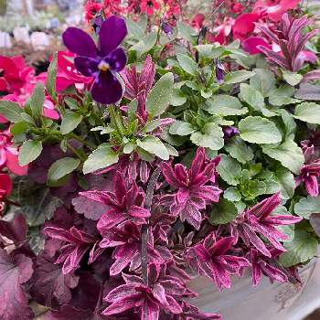 赤と紫の投稿画像一覧 Greensnap グリーンスナップ