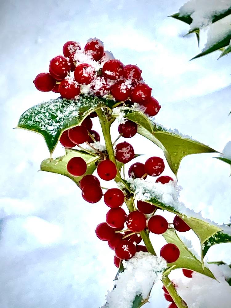 クリスマスホーリー 西洋ヒイラギ の投稿画像 By アボガドさん お出かけ先と赤い実と花のある暮らしと赤い実と花のある暮らし 21月1月10日 Greensnap グリーンスナップ Greensnap グリーンスナップ