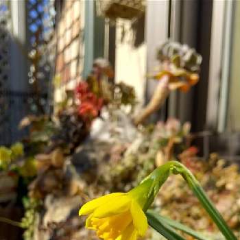 冬の花壇の投稿画像一覧 Greensnap グリーンスナップ