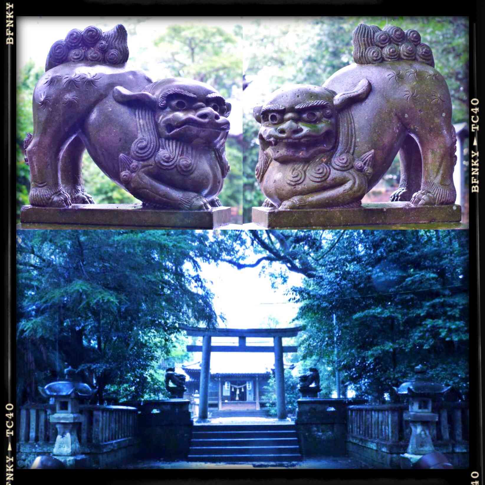 神社の狛犬の投稿画像 by Kazyanさん｜中野神社と清武町・中野神社と ...