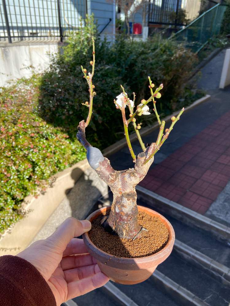 ウメの投稿画像 By じーさん 植え替えと小品盆栽と剪定 21月1月10日 Greensnap グリーンスナップ