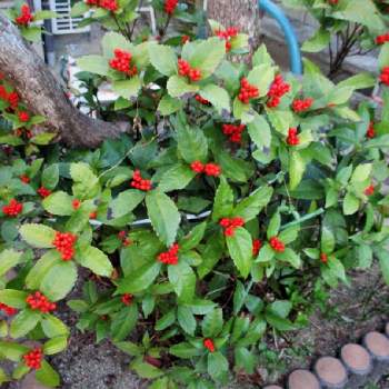 千両の実 の投稿画像一覧 Greensnap グリーンスナップ