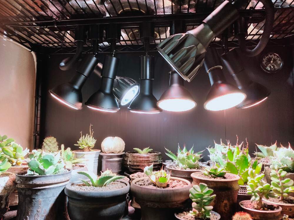 冬対策☃室内用植物棚完成👷‍♂｜🍀GreenSnap（グリーンスナップ）