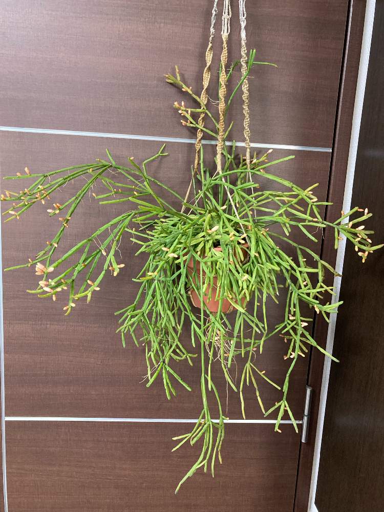 リプサリス エワルディアナの投稿画像 By Greenさん リプサリス ディッシミリスとマクラメハンガーと増やしたい とおうちの植物とグリーンのある暮らしと緑のカーテンとつぼみとハンギングと花が見たいとリプサリス属とジャングル化計画と成長記録 21月1月10日