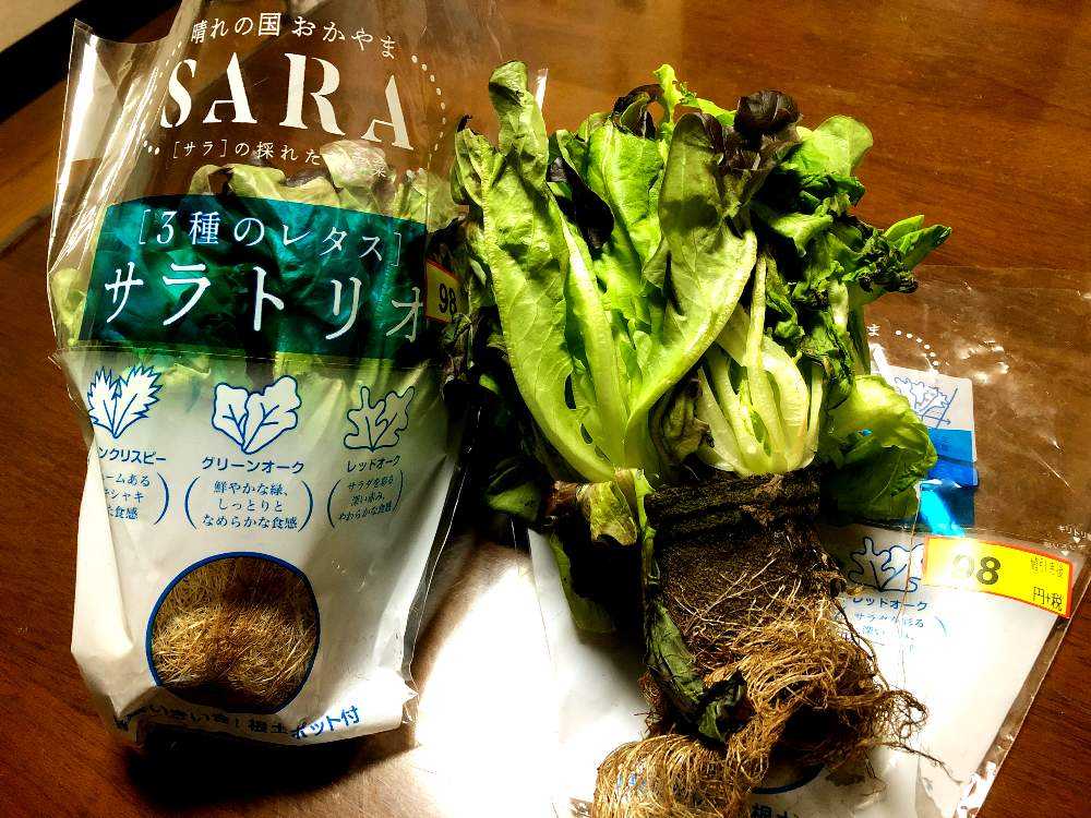 グリーンクリスピー グリーンオーク レッドオークの投稿画像 By ももさん キッチンとサラトリオとおうち園芸とサラトリオとおうち園芸 21月1月10日 Greensnap グリーンスナップ Greensnap グリーンスナップ