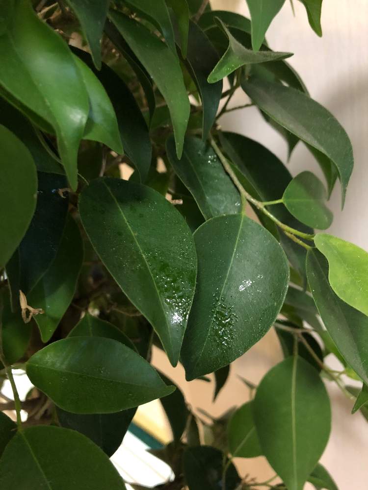 さなっちさんの投稿画像 21 01 10 17 09 57 0 Greensnap グリーンスナップ Greensnap グリーンスナップ