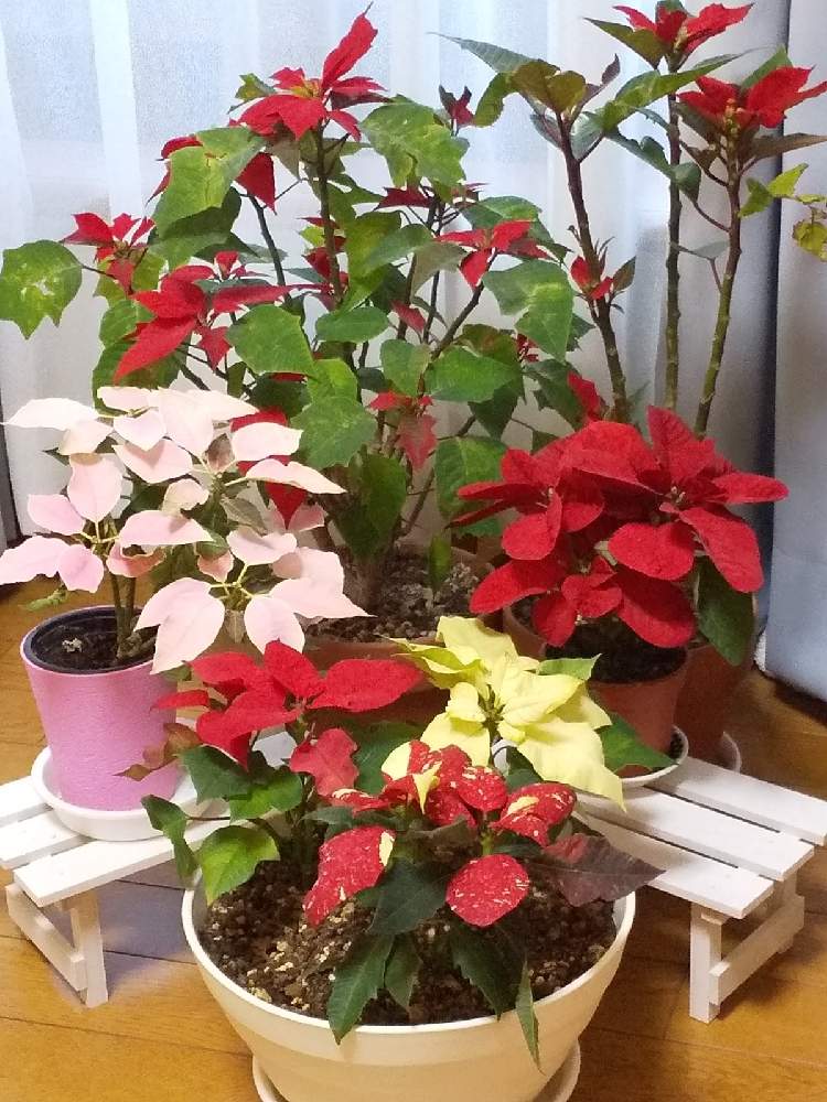 ポインセチアの投稿画像 By すずめさん ポインセチア プリンセチアとポインセチア クリスマスマウスと斑入り ポインセチアと癒やしと美しい葉色と美しい葉とポインセチア 赤 21月1月10日 Greensnap グリーンスナップ