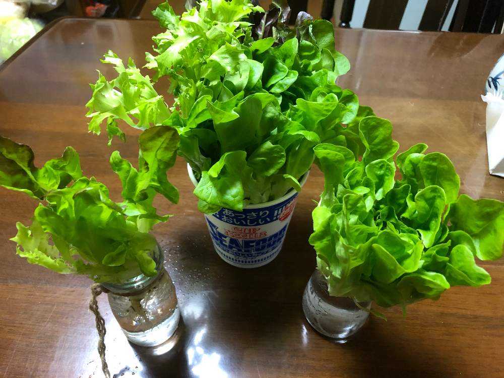 グリーンクリスピー グリーンオーク レッドオークの投稿画像 By ももさん 水栽培とサラトリオとおうち園芸とキッチンと水栽培とサラトリオとおうち園芸 21月1月10日 Greensnap グリーンスナップ Greensnap グリーンスナップ