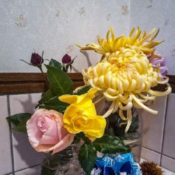 黄色い花。の画像 by otoさん | キッチンと切り花達と黄色い花。と菊作りとお花のランプ