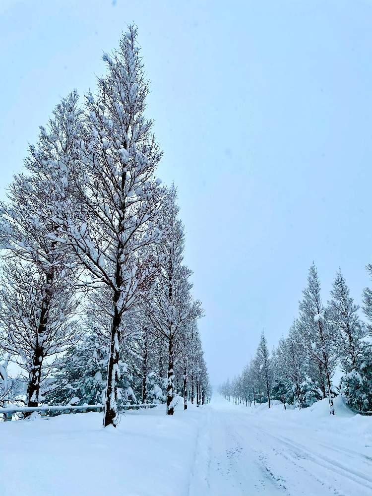 メタセコイア並木の投稿画像 By マルトモさん メタセコイア雪化粧 21月1月10日 Greensnap グリーンスナップ