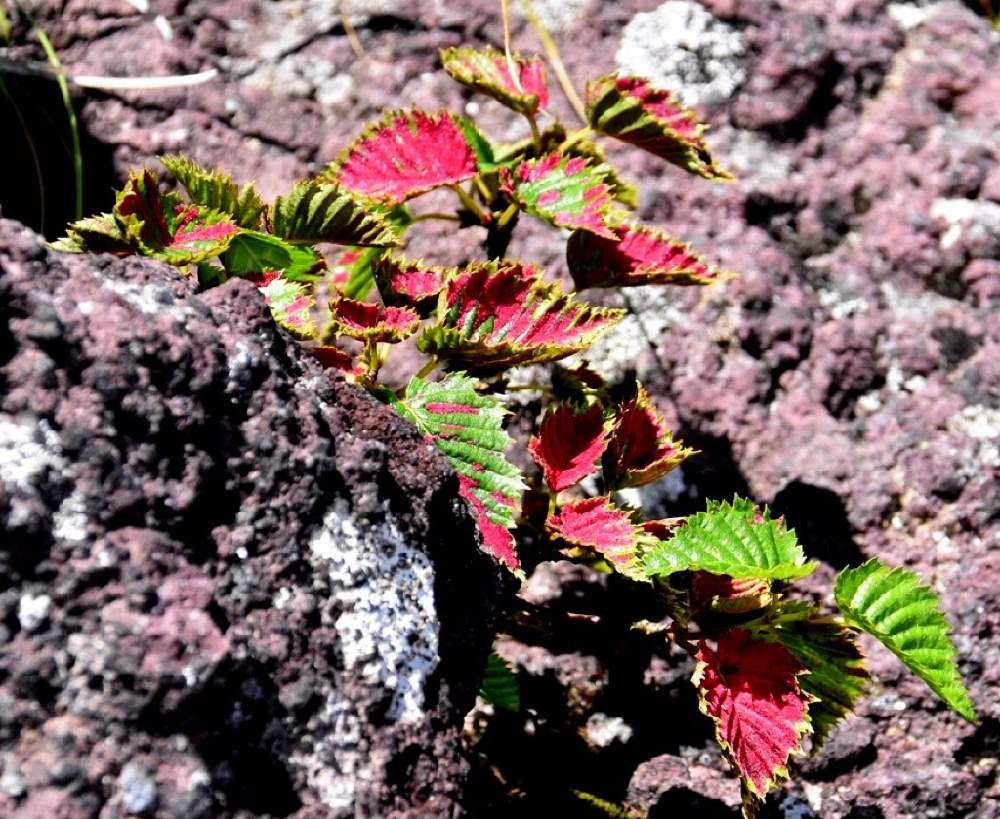 ダケカンバの投稿画像 By Naoさん 虫こぶ 虫えい による赤色病変と山野草と男体山と山野草と男体山 21月1月10日 Greensnap グリーンスナップ Greensnap グリーンスナップ