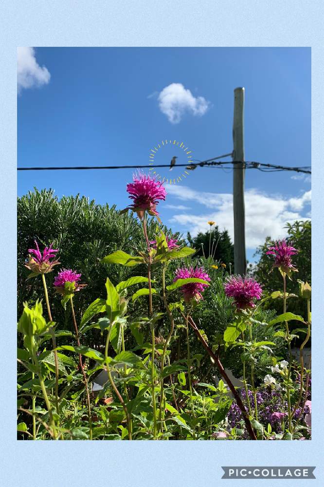 モナルダの投稿画像 By Chiekittaさん モナルダ ベルガモット とモナルダ タイマツソウ ベルガモット とテラスとsydneyと種まきと種からと種まきから育てるとオーストラリアとaustraliaとsydneyと種まきと種からと種まきから育てるとオーストラリアとaustralia 21