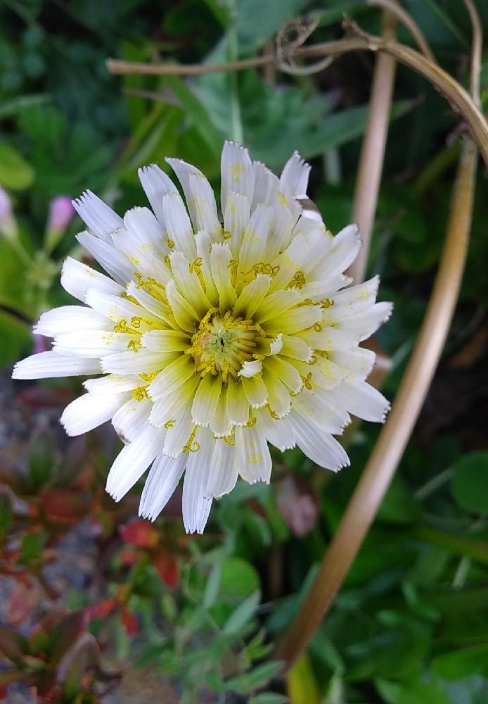 タンポポの投稿画像 By みいちゃんさん 白いタンポポとウォーキングとタンポポの花 21月1月11日 Greensnap グリーンスナップ