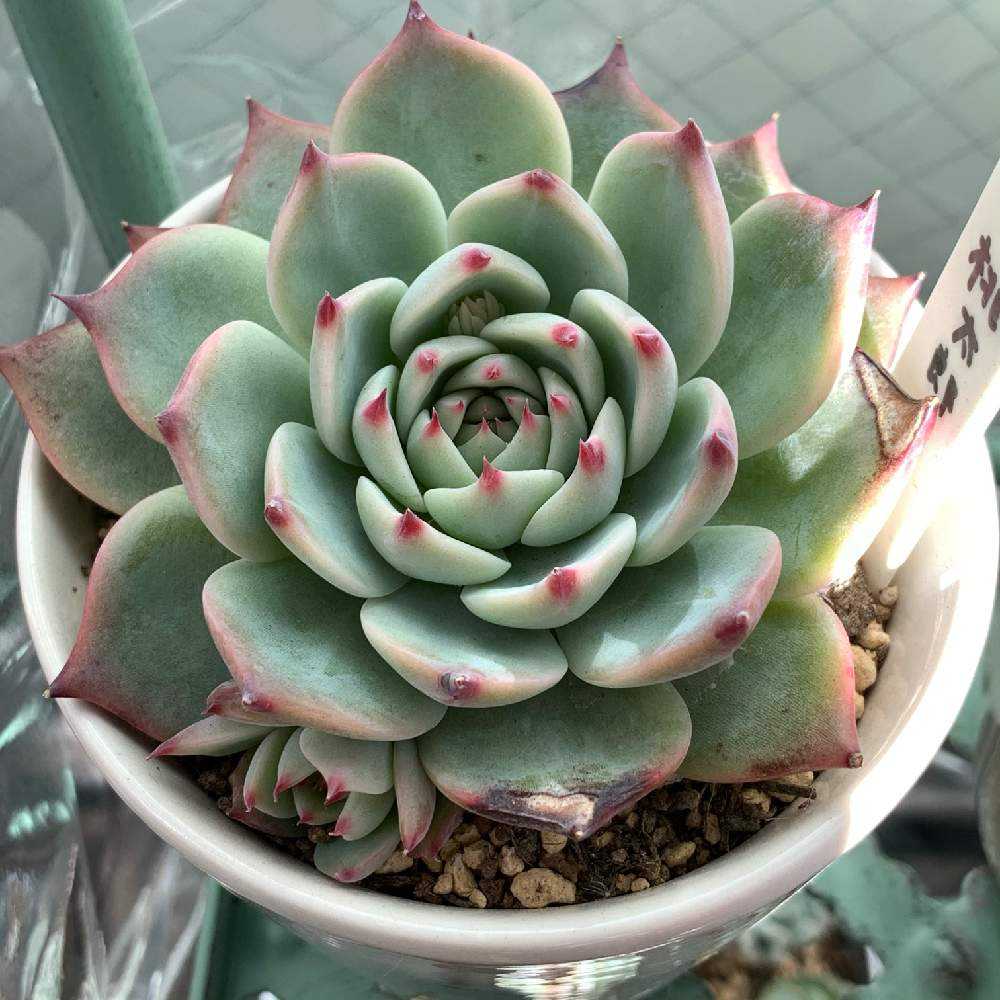 47 エケベリア桃太郎の成長記録 2021/2/14更新｜🍀GreenSnap（グリーン