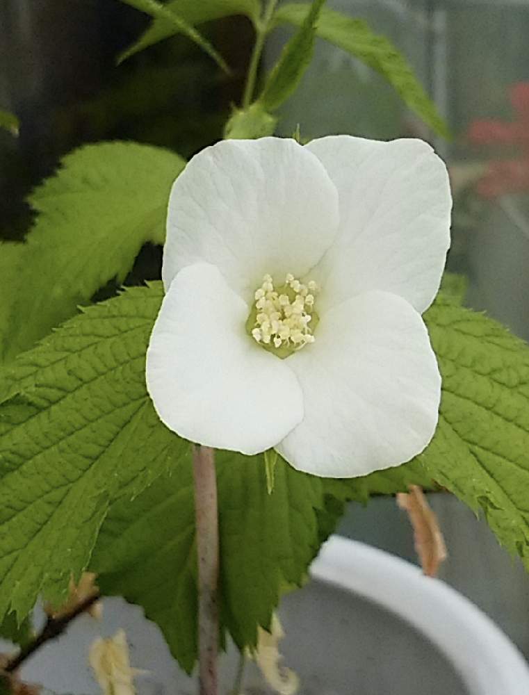 白山吹の投稿画像 By Kazuさん 21月1月11日 Greensnap グリーンスナップ