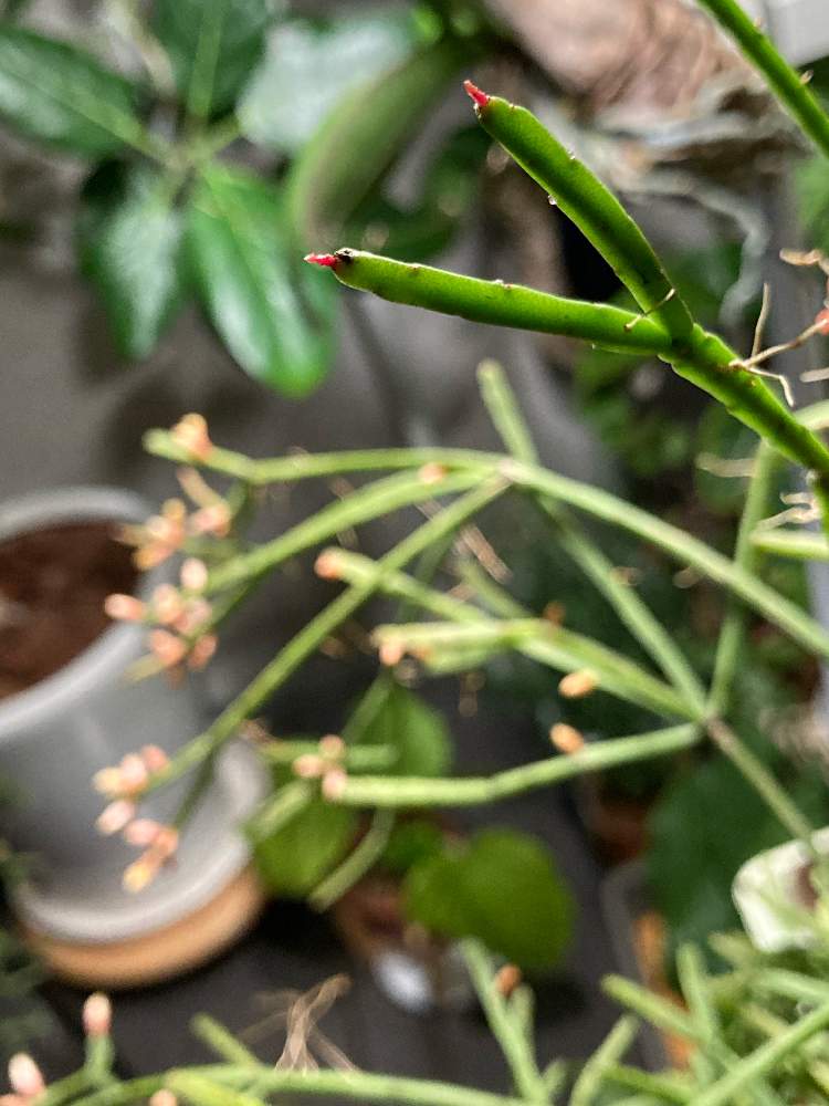 リプサリス エワルディアナの投稿画像 By Greenさん リプサリス ディッシミリスとマクラメハンガーと増やしたい とおうちの植物とグリーンのある暮らしと緑のカーテンとつぼみとハンギングと花が見たいとチビちゃんとリプサリス属とジャングル化計画と成長記録と出た