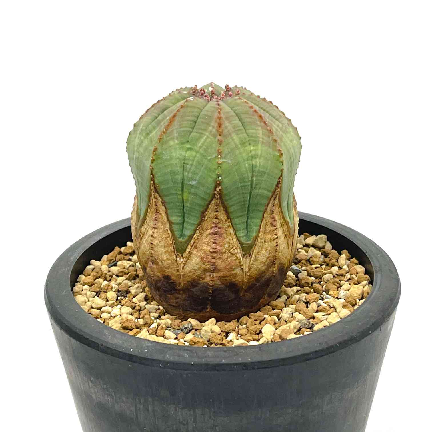 木質化オベサ｜🍀GreenSnap（グリーンスナップ）