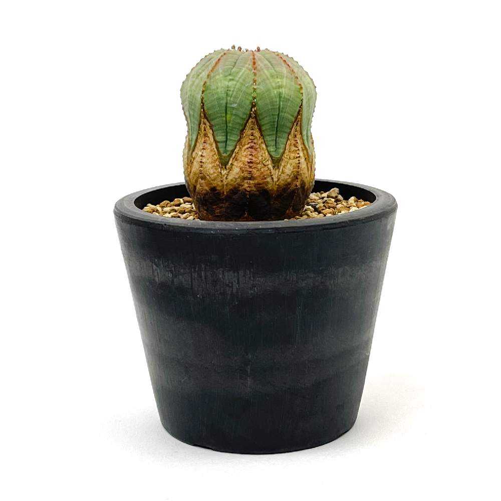 木質化オベサ｜🍀GreenSnap（グリーンスナップ）