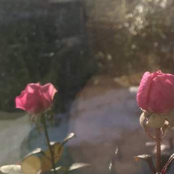 冬越しの花の画像 by たかちゃんさん | 小さな庭と冬晴れとピンクのバラ♡と我が家の癒しと冬越しの花と꒰ღ˘◡˘ற꒱かわゅ~