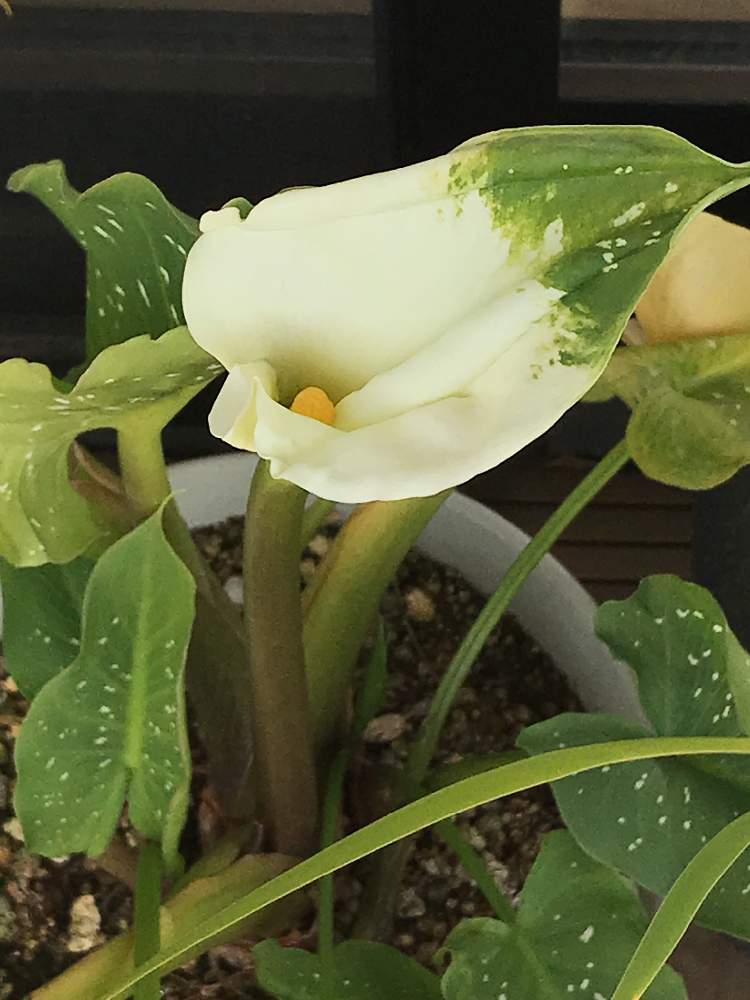 カラーの投稿画像 By ことりさん 花のある暮らし 21月1月11日 Greensnap グリーンスナップ